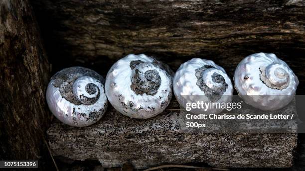 13 Pansy Shell Stock Photos, High-Res Pictures, and Images - Getty Images