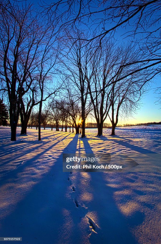 As the Sun Misses the Flower in the Depths of Winter