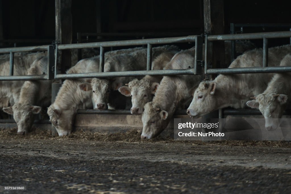 Farting Cows Directly Linked To Global Warming