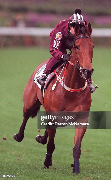 Greg Childs rides Sunline, during a track session during the Breakfast with the Stars, at Moonee Valley Racecourse, prior to the running of the BMW...