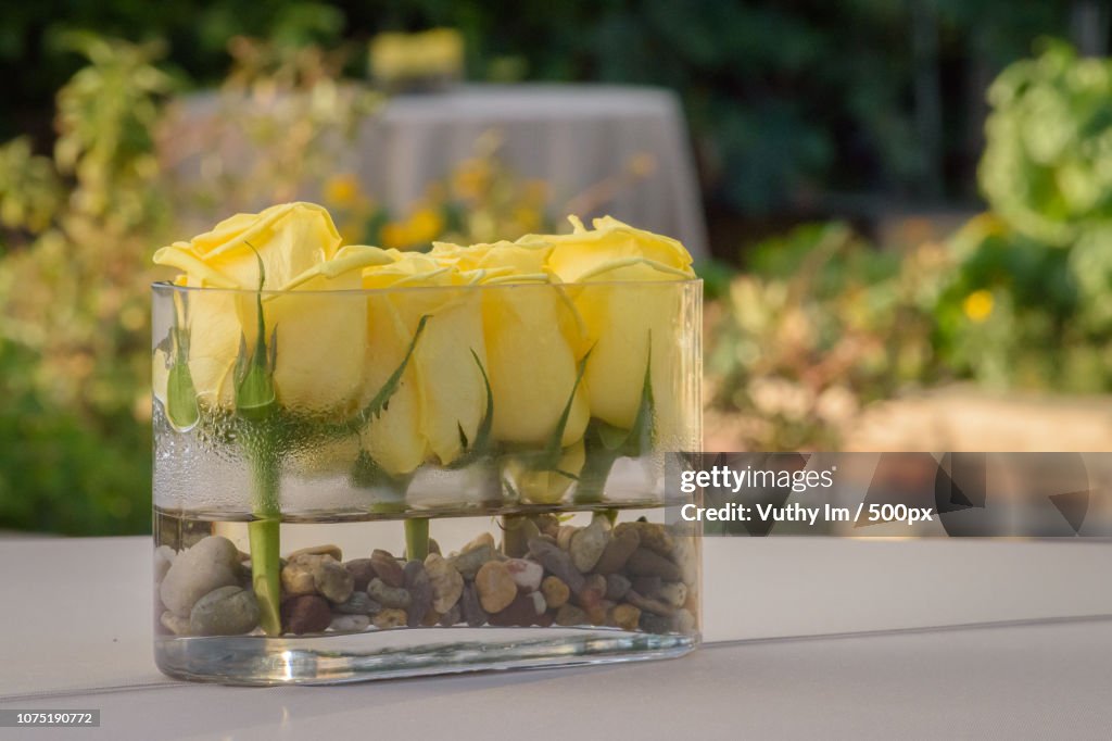 Yellow Roses