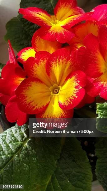 primrose 1 - noreen braman stock pictures, royalty-free photos & images