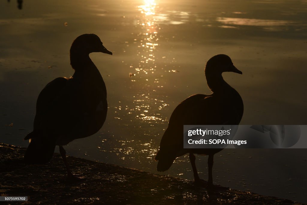 Two Egyptian geese seen during sunset at Pradolongo park in...