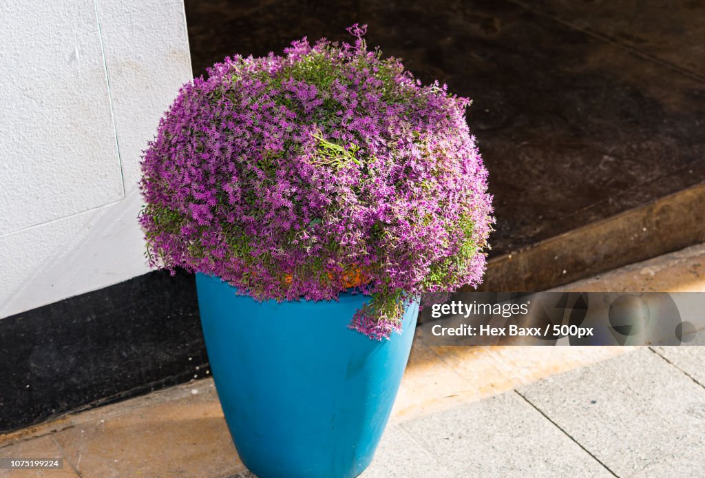 Blue planter with purple flowers