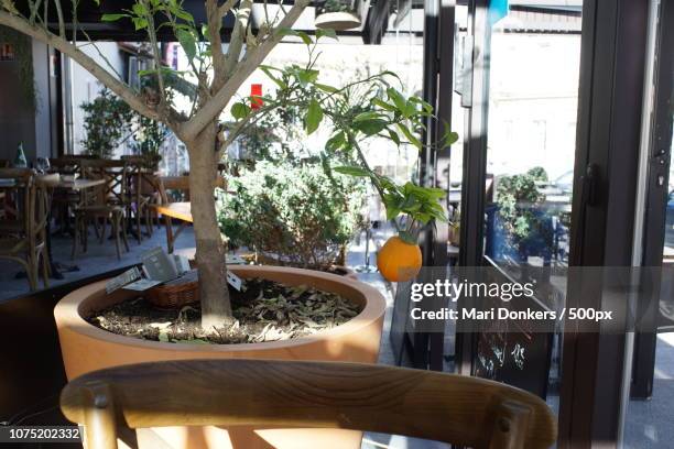 orange tree in bistrot des alpilles - mari donkers stock pictures, royalty-free photos & images