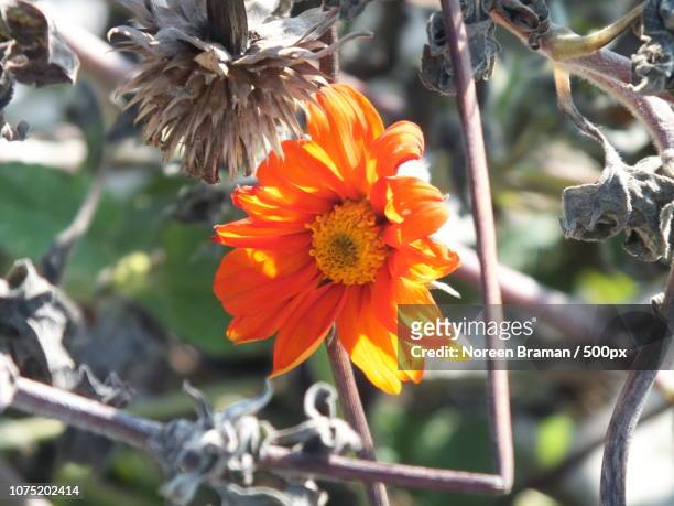 orange summer - noreen braman stock pictures, royalty-free photos & images