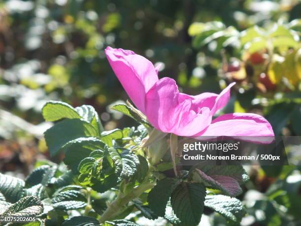 pink and sunny - noreen braman stock pictures, royalty-free photos & images