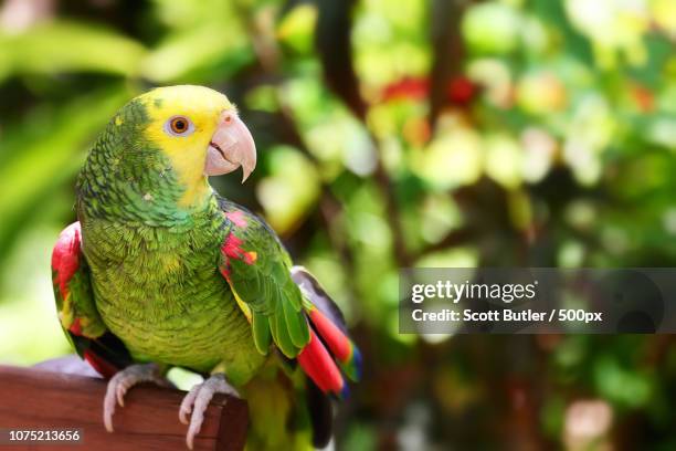 Parrot Butler 19 Scott Butler Stock Photos, High-Res Pictures, and Images - Getty Images