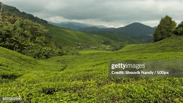 tea gardens cameroon highlands - cameroon highlands stock pictures, royalty-free photos & images