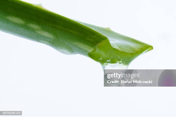 aloe vera plant. - aloe vera stock-fotos und bilder