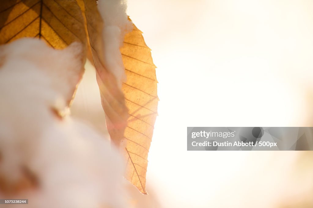 Golden Light in Winter's Cold