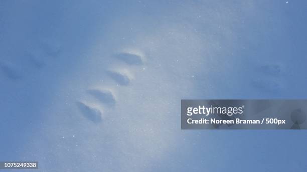 fresh snow and footprints from tiny visitors - noreen braman stock pictures, royalty-free photos & images