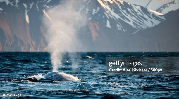 Blue Whale Fountain High-Res Stock Photo - Getty Images