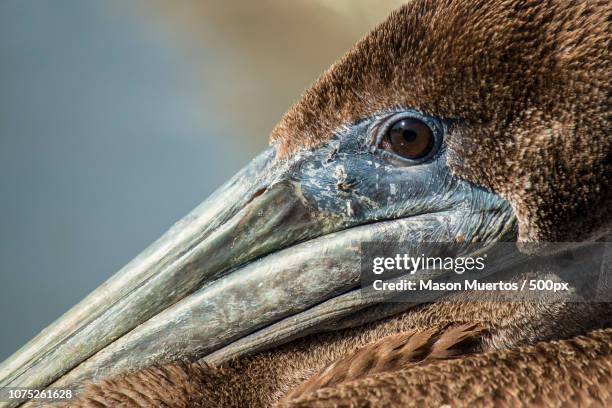 brown pelican - aves muertas stock pictures, royalty-free photos & images