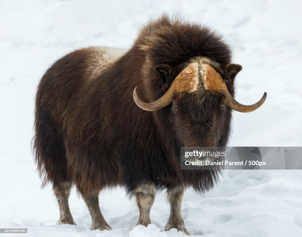 A muskox