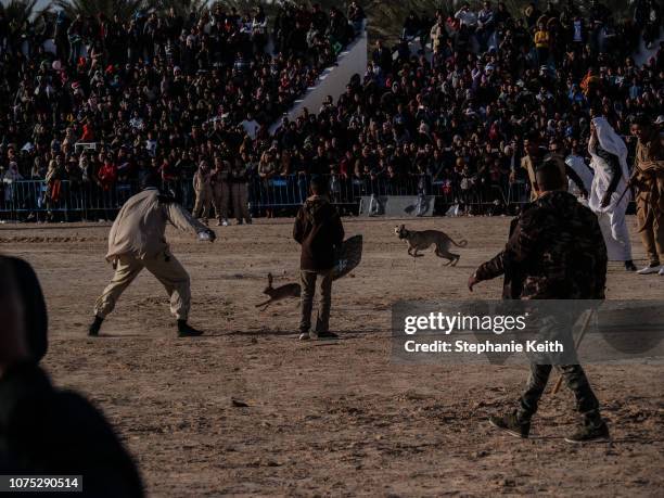 Hunting dog chases after rabbit during the Sahara Festival on December 21, 2018 in Douz, Tunisia. The Sahara Festival, in its 51st year, brings...