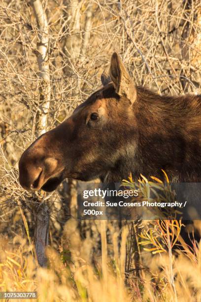 shiras moose cow portrait - a shiras moose stock pictures, royalty-free photos & images