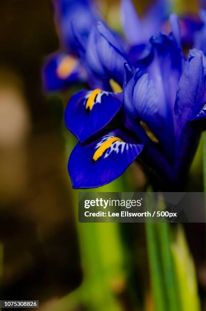 iris reticulata harmony - iris reticulata stock pictures, royalty-free photos & images