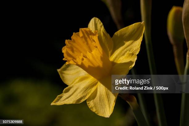 daffodil (osterglocke) - osterglocke bildbanksfoton och bilder