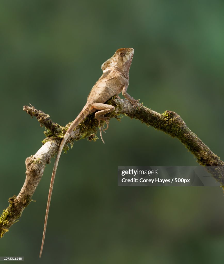 Helmeted iguana