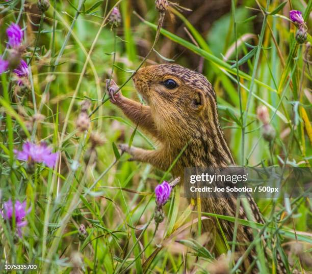 thirteen lined ground squirrel - thirteen lined ground squirrel stock pictures, royalty-free photos & images