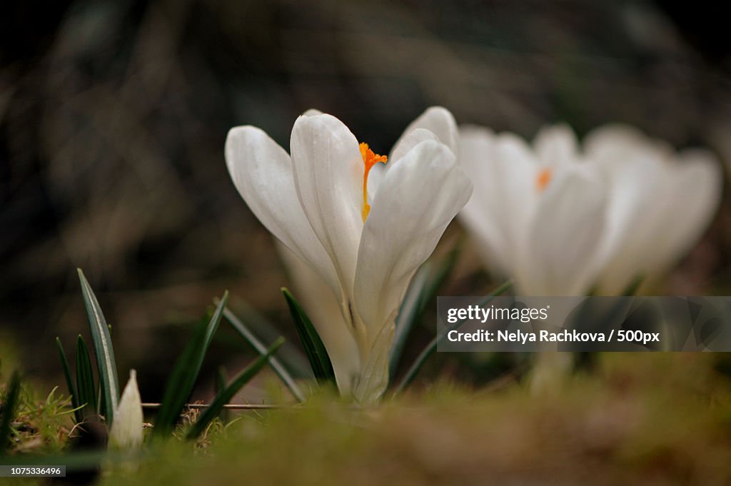 Crocus