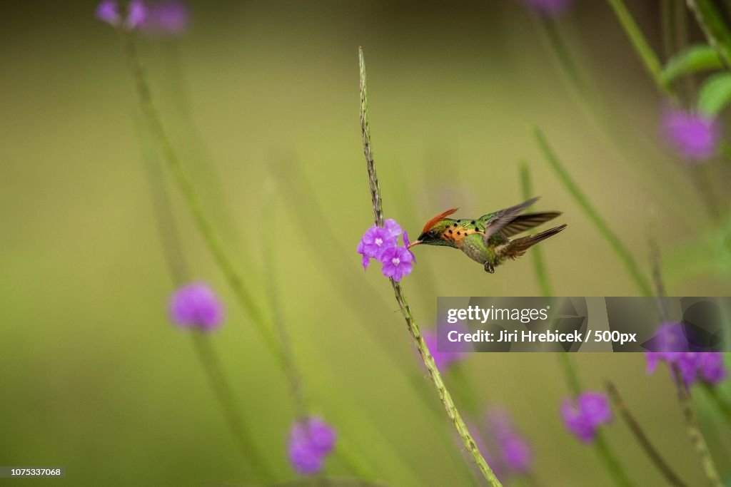 Tufted Coquette