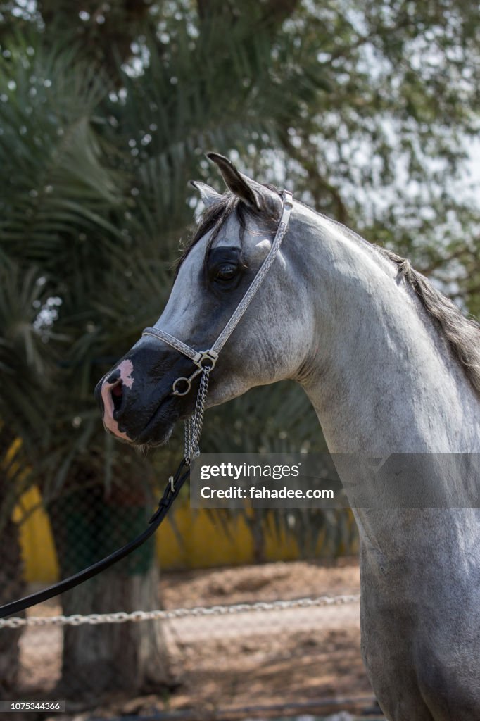Arabian stallion Grey