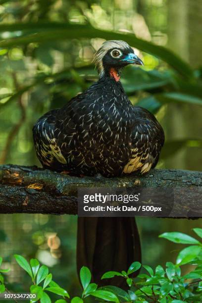 black-fronted piping-guan perched on branch above leaves - black fronted piping guan stock pictures, royalty-free photos & images