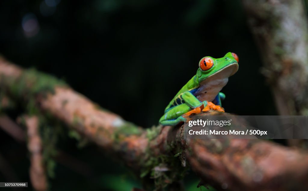 Agalychnis callidryas - Red-Eyed Tree Frog