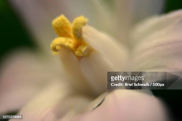 white flower - bret schwalb stock pictures, royalty-free photos & images