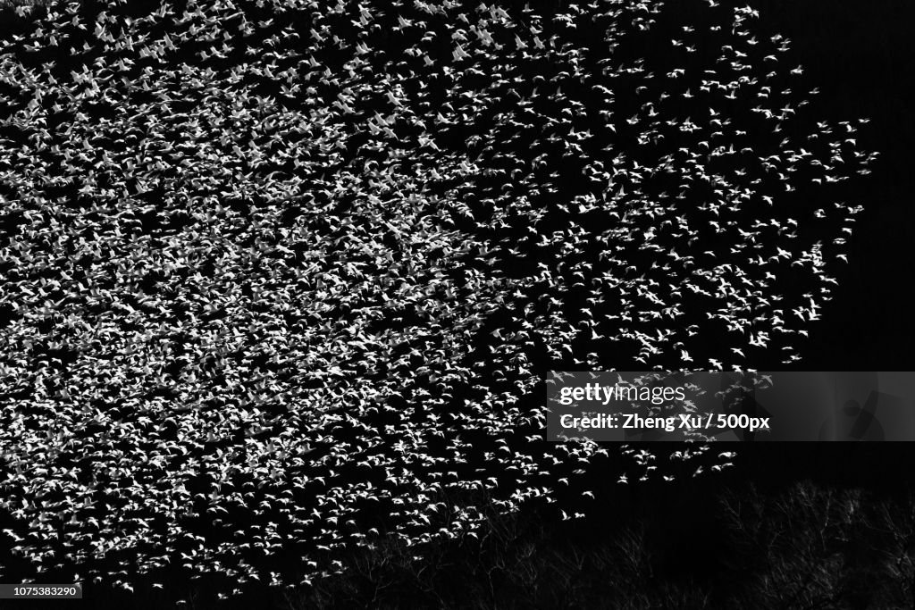 Snow Geese Migration 2016