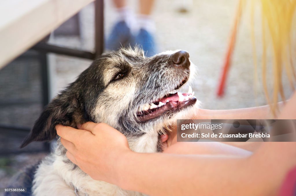 Close-up of the face of a dog held in the hands of a girl