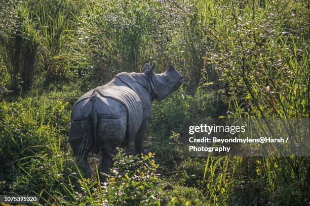 great indian one-horned rhinoceros - great indian rhinoceros stockfoto's en -beelden