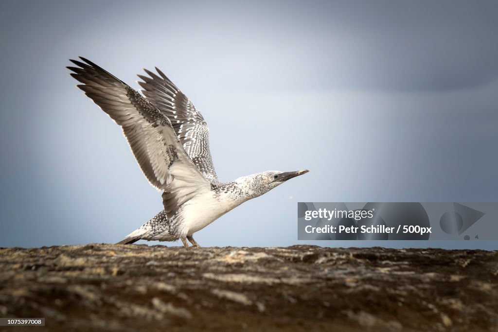 Australian gannet / New Zealand