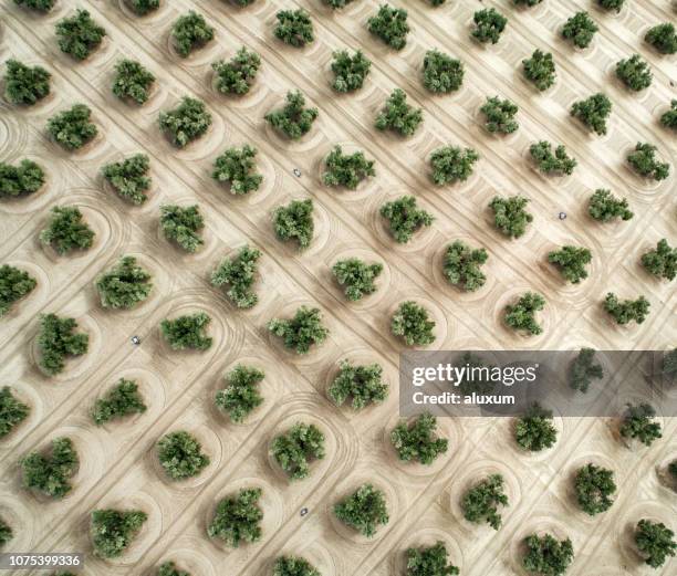 flygfoto över olivträd i jaen andalusien spanien - olivlund bildbanksfoton och bilder