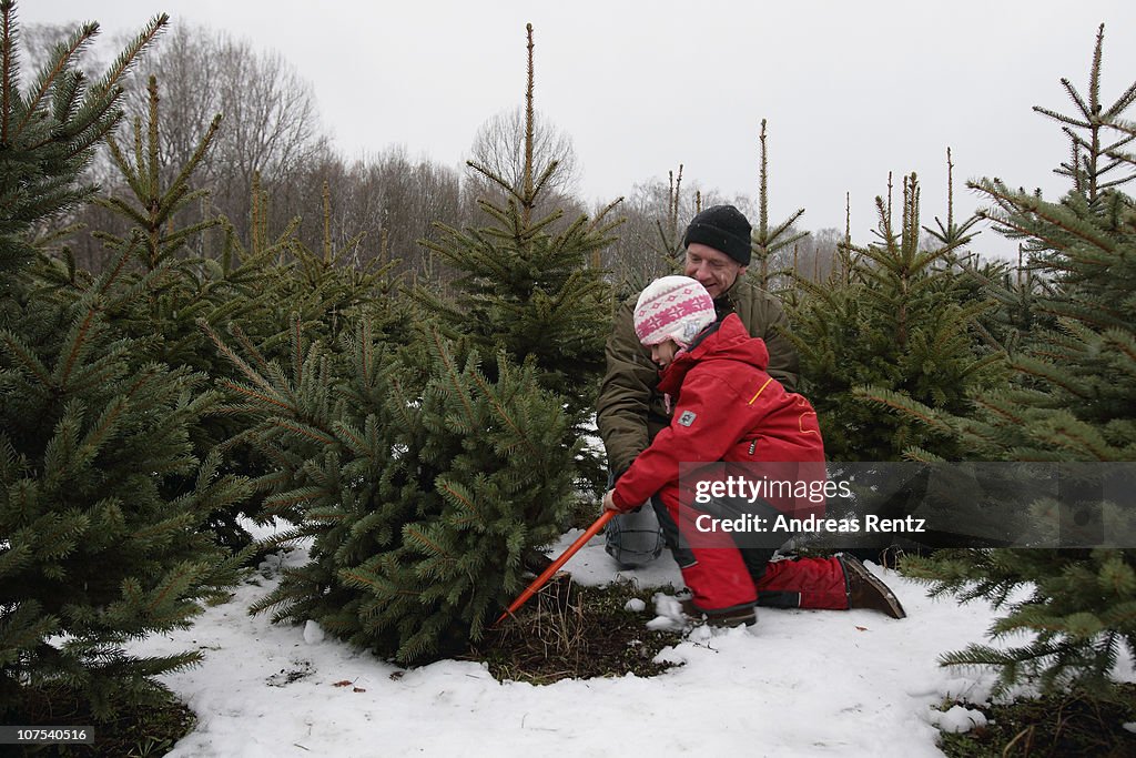 Berlin Citizens Shop For Christmas Trees