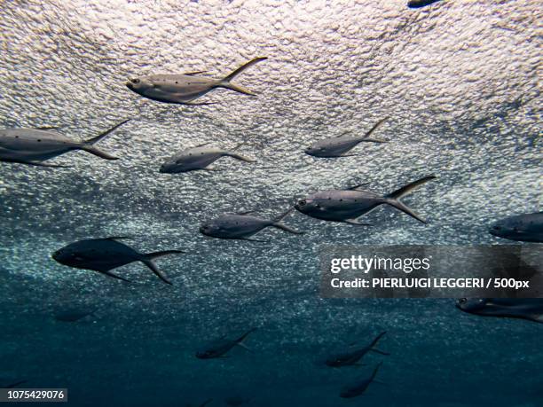 Lear Fish 34 Leerfish Stock Photos, High-Res Pictures, and Images - Getty Images