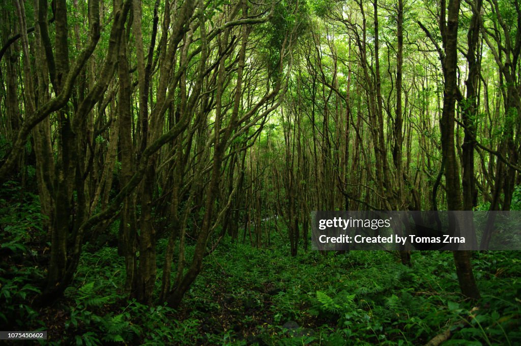 Deep evergreen woods near Poço da Alagoinha - Lagoa dos Patos