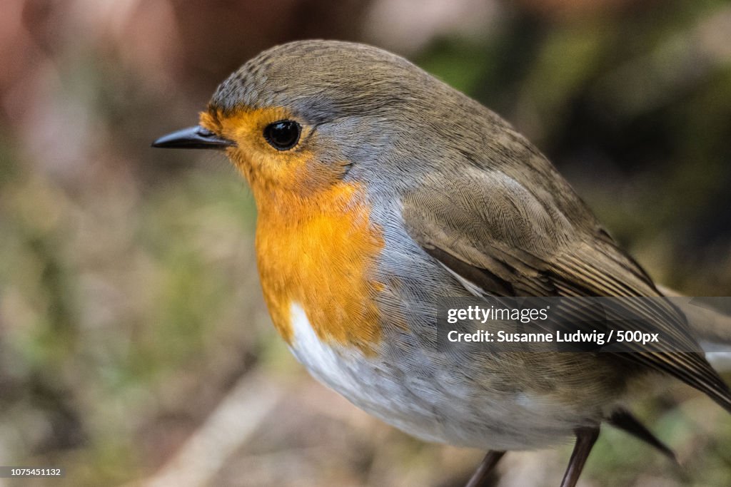 Robin