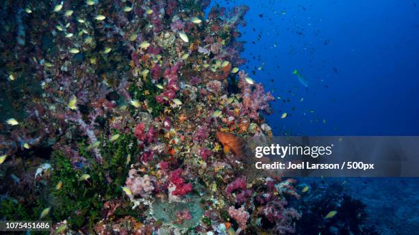 Reef Scape Examples 20 Underwater Scape Stock Photos, High-Res Pictures, and Images - Getty ...