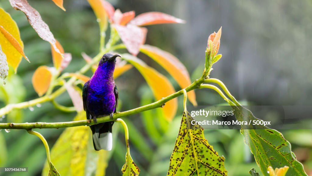 Campylopterus hemileucurus / Violet Sabrewing