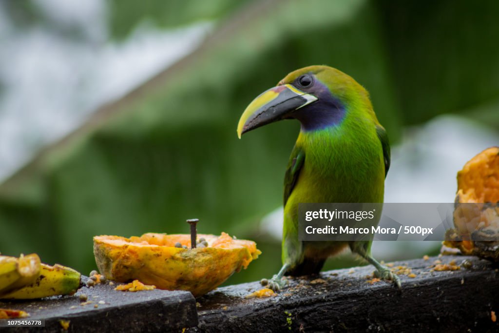 Aulacorhynchus prasinus / Emerald toucanet