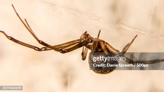 False Button Spider False Button Widow Spider High-Res Stock Photo - Getty Images