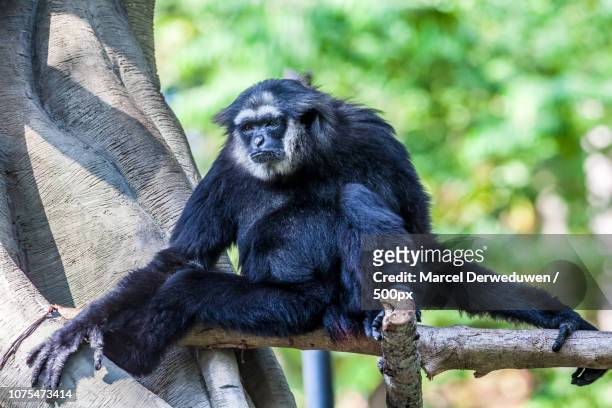 northern white cheeked gibbon - northern white cheeked gibbon stock pictures, royalty-free photos & images