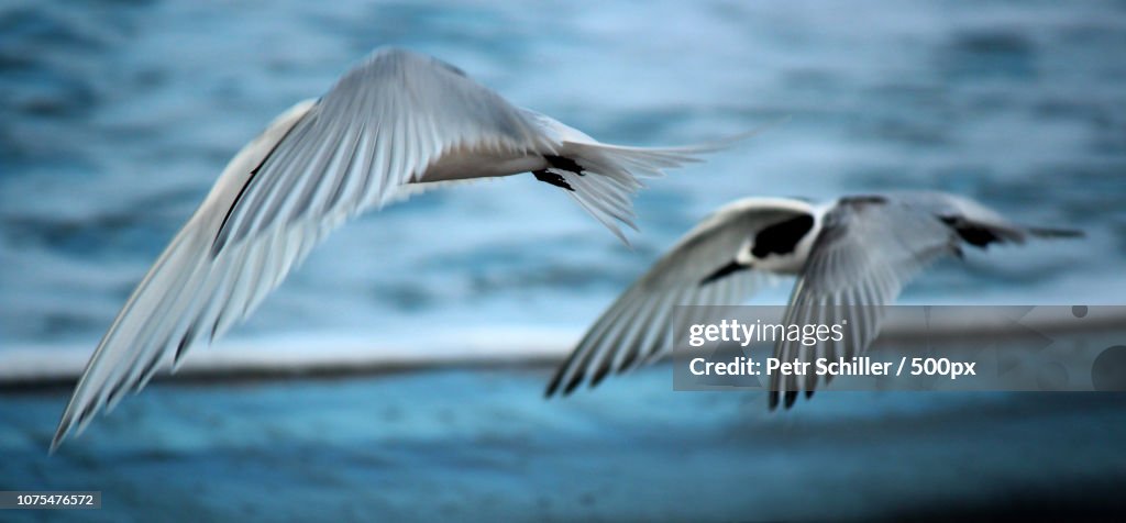White-fronted tern / New Zealand