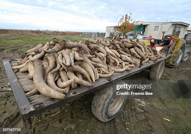 Cow horns, stuffed with manure, will be buried using biodynamic farming methods at Marian Farms in Fresno, California.