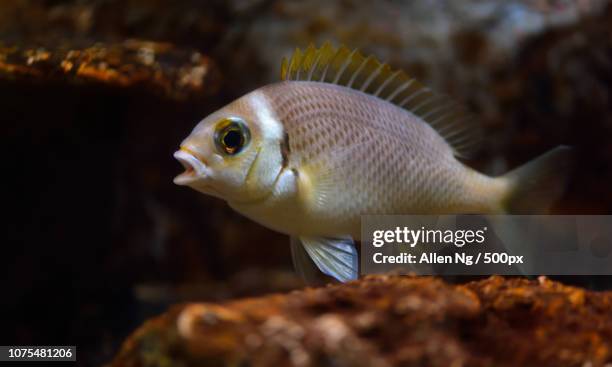 fish - cichlid aquarium stock pictures, royalty-free photos & images