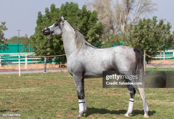 grey arabian stallion standing - grautier pferdeartige stock-fotos und bilder