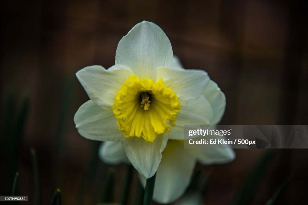 Daffodil in the early spring